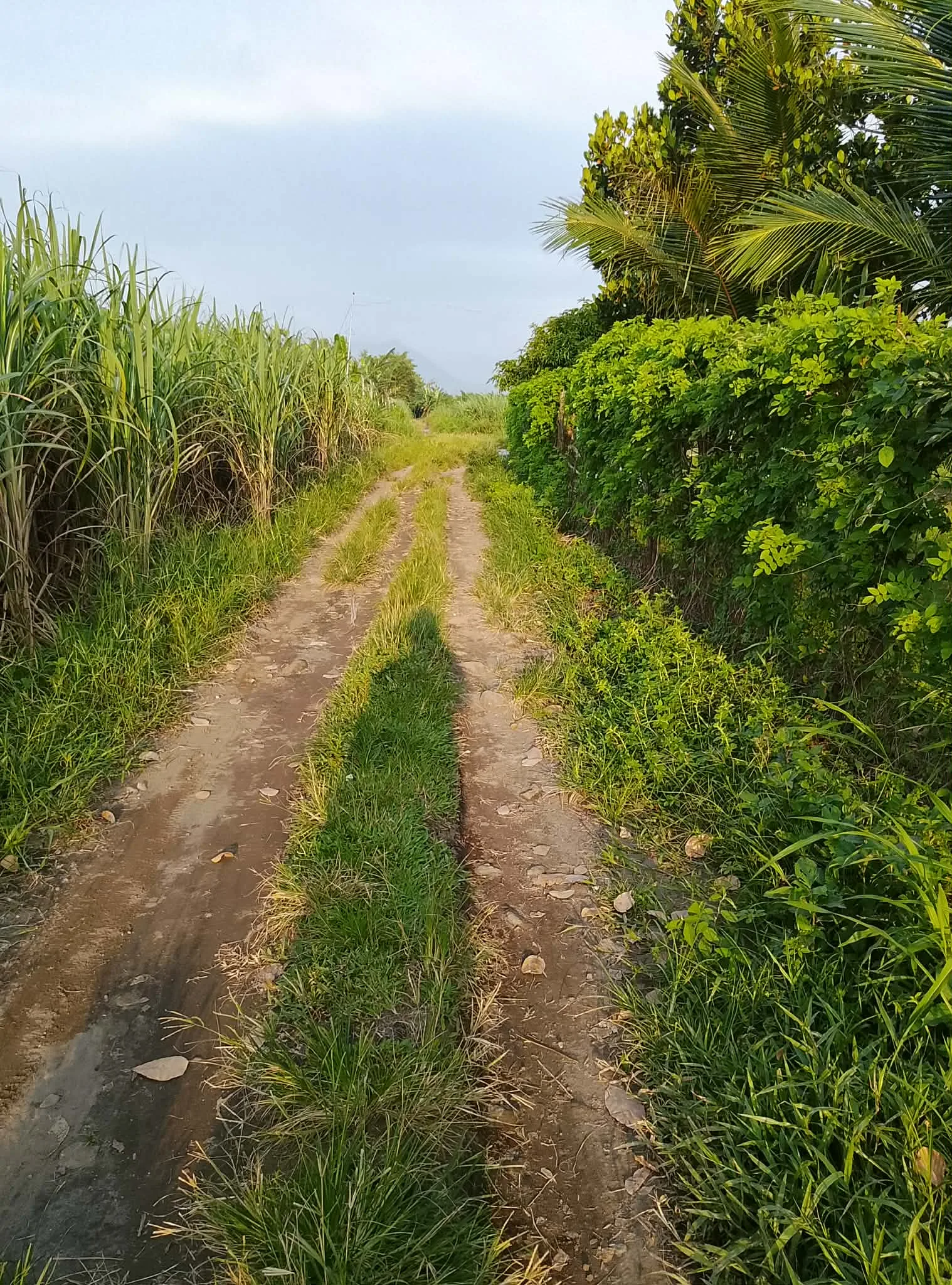 1,000 SQM Farmlot for Sale in Murcia