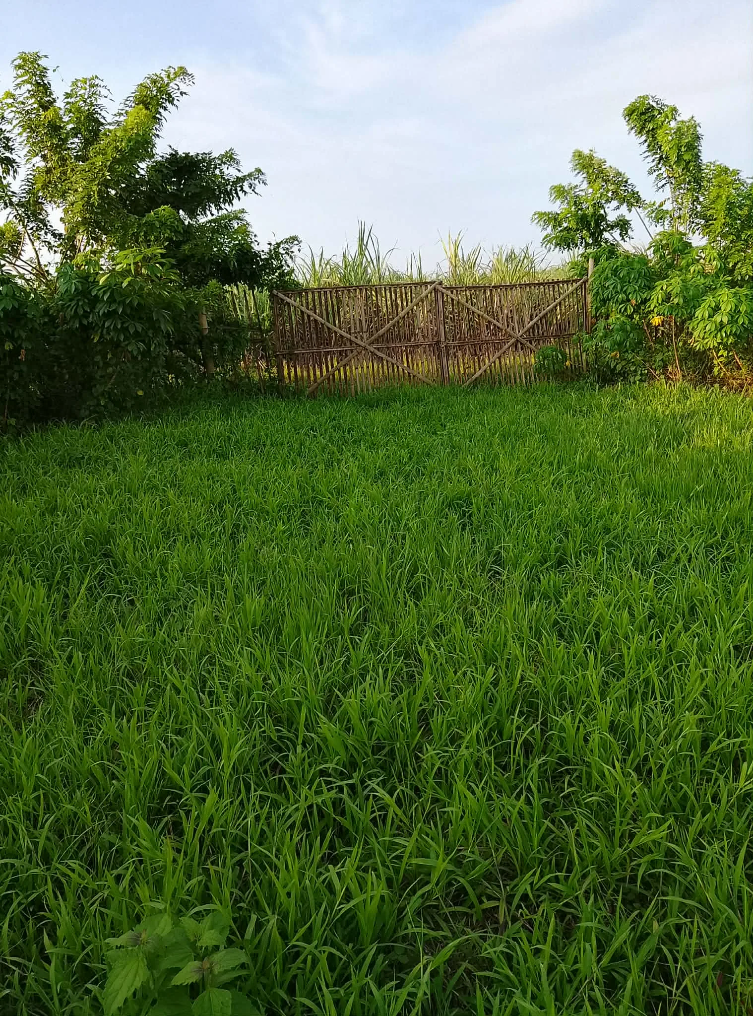 1,000 SQM Farmlot for Sale in Murcia