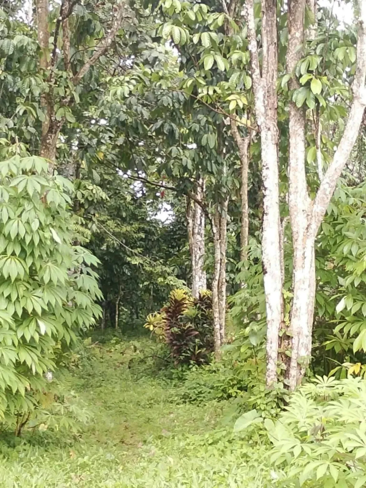1.3 Hectare Farm Lot for Sale in Concepcion, Talisay