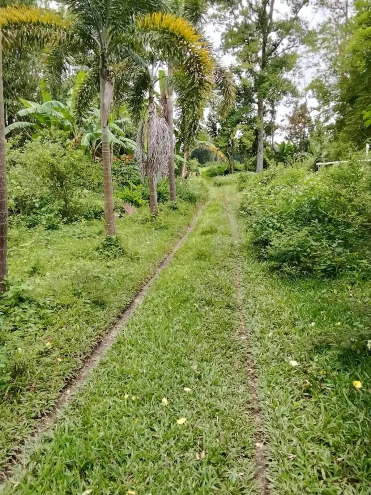 1.3 Hectare Farm Lot for Sale in Concepcion, Talisay