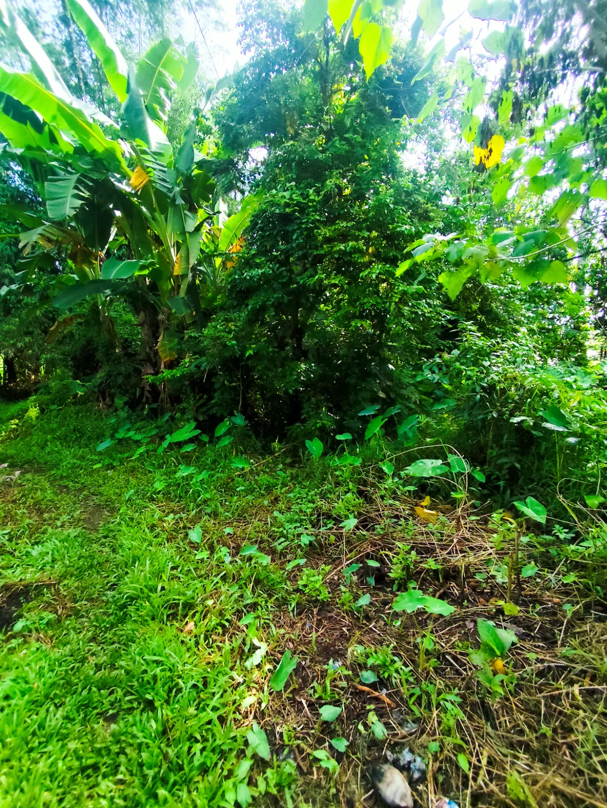 6,000 SQM Farm Lot for Sale in Blumentritt, Murcia