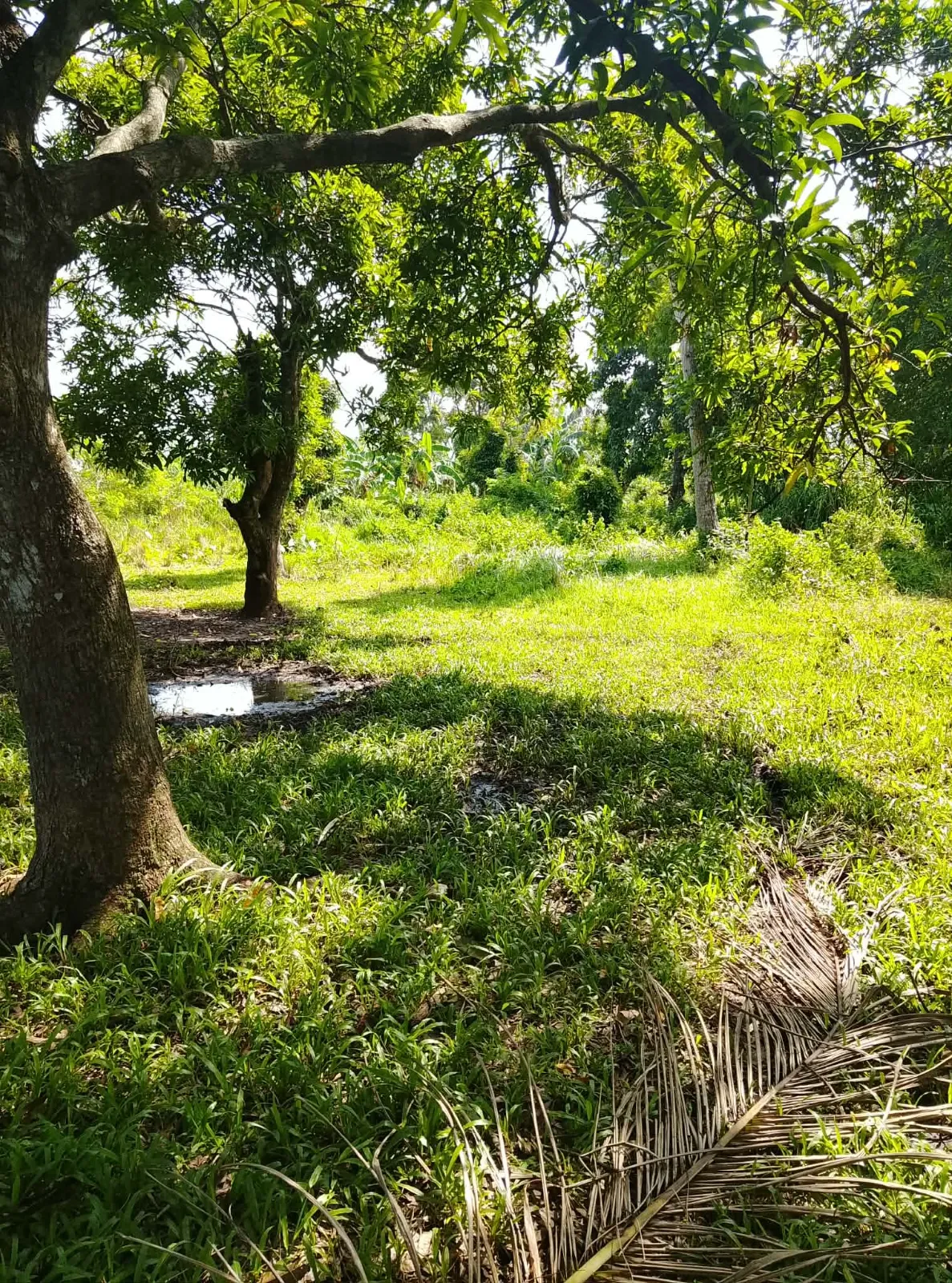 6,000 SQM Farm Lot for Sale in Blumentritt, Murcia