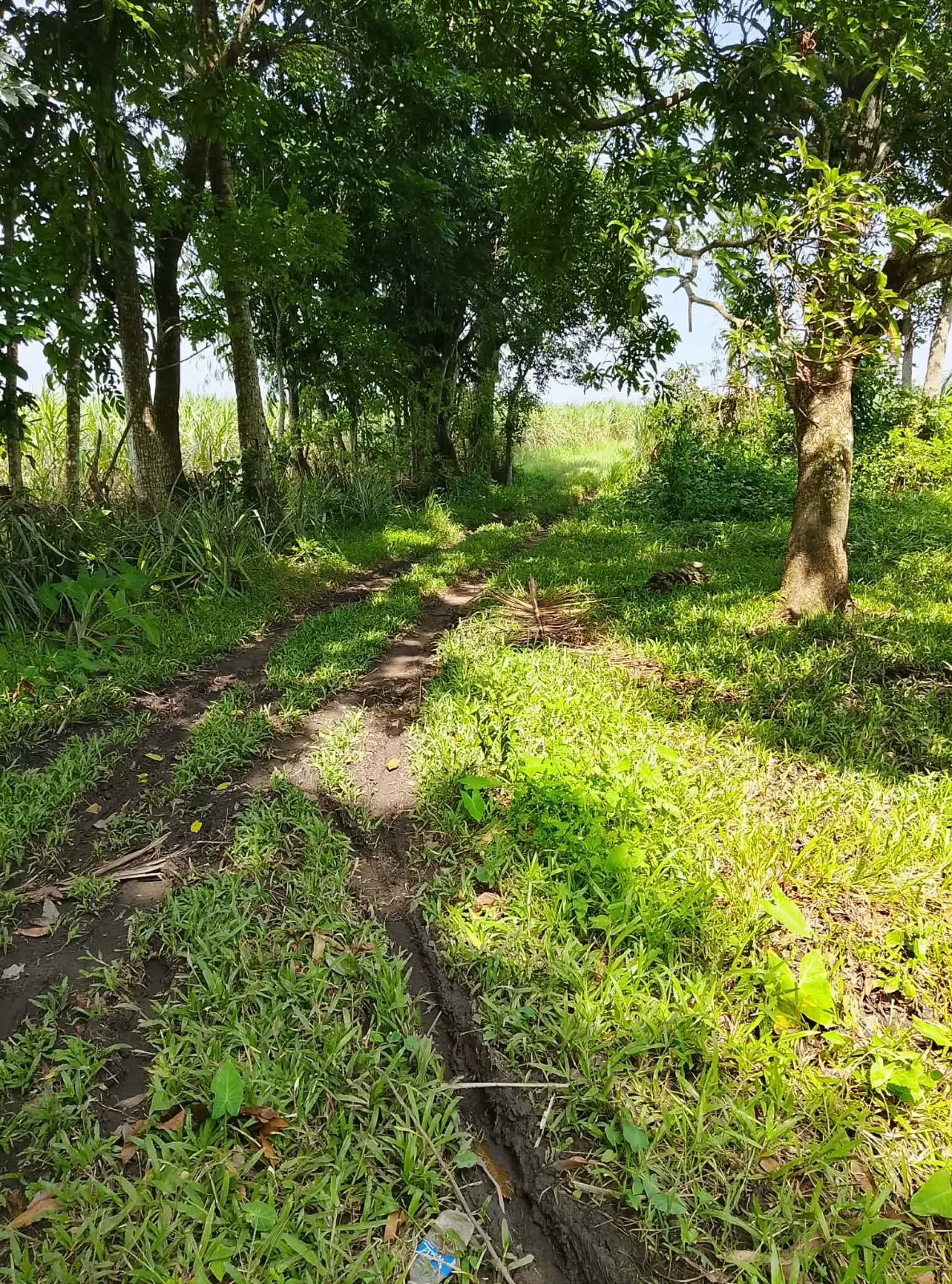 6,000 SQM Farm Lot for Sale in Blumentritt, Murcia