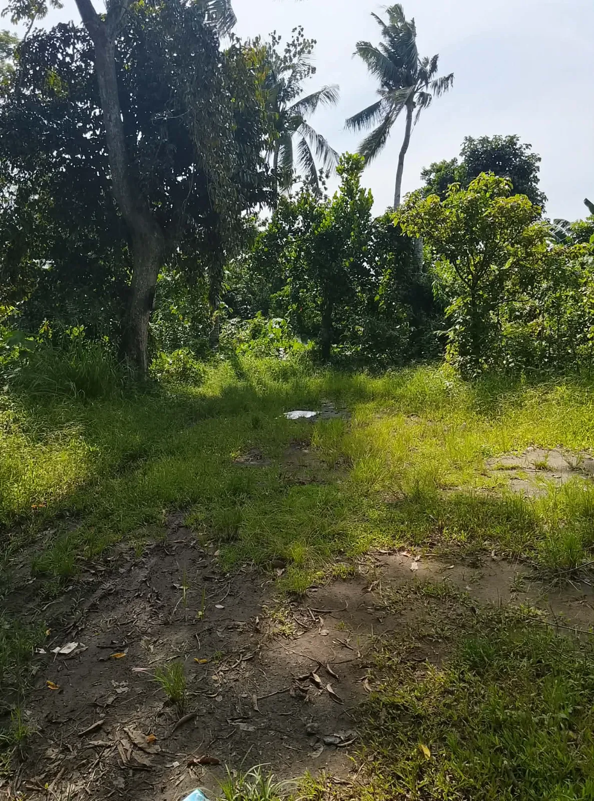 6,000 SQM Farm Lot for Sale in Blumentritt, Murcia