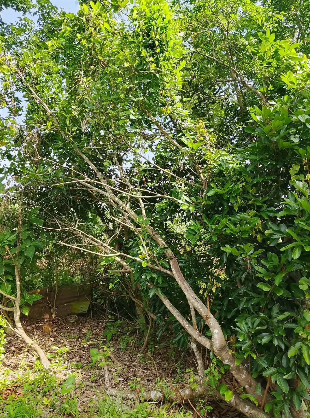 6,000 SQM Farm Lot for Sale in Blumentritt, Murcia